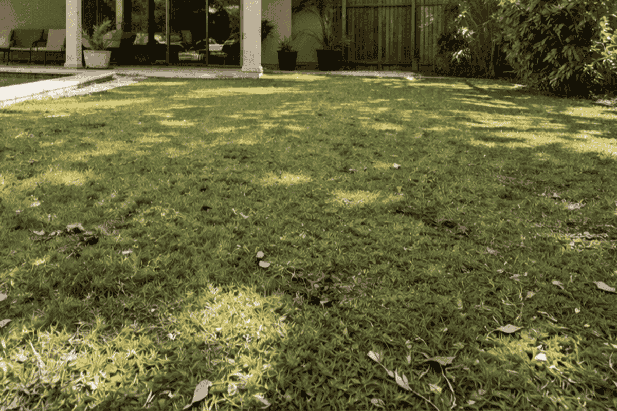 Dull and matted artificial grass yard needing professional turf cleaning and power brushing.